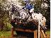 PoulaTo: 10 chronón Kfps Reg Friesian Mare